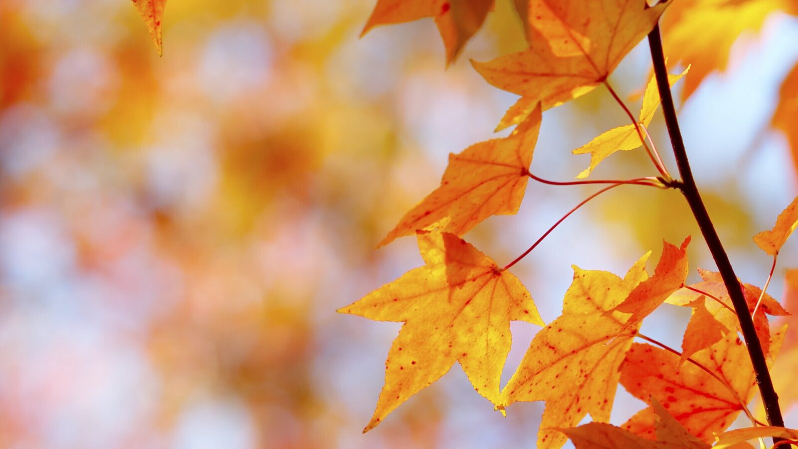 Herbst Deals