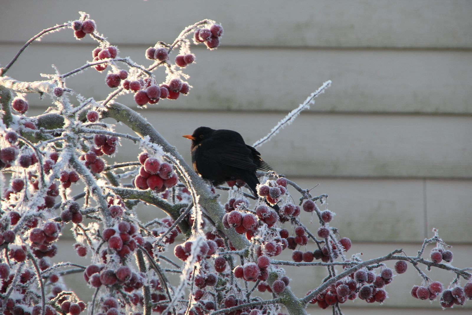 Winter Angebot