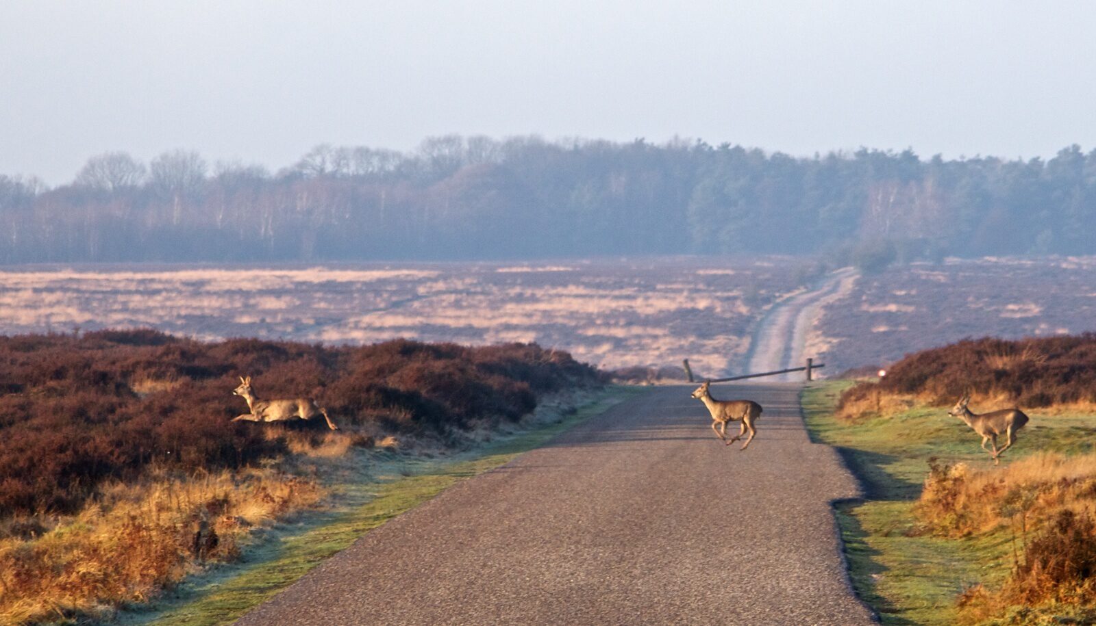 Last minute Veluwe