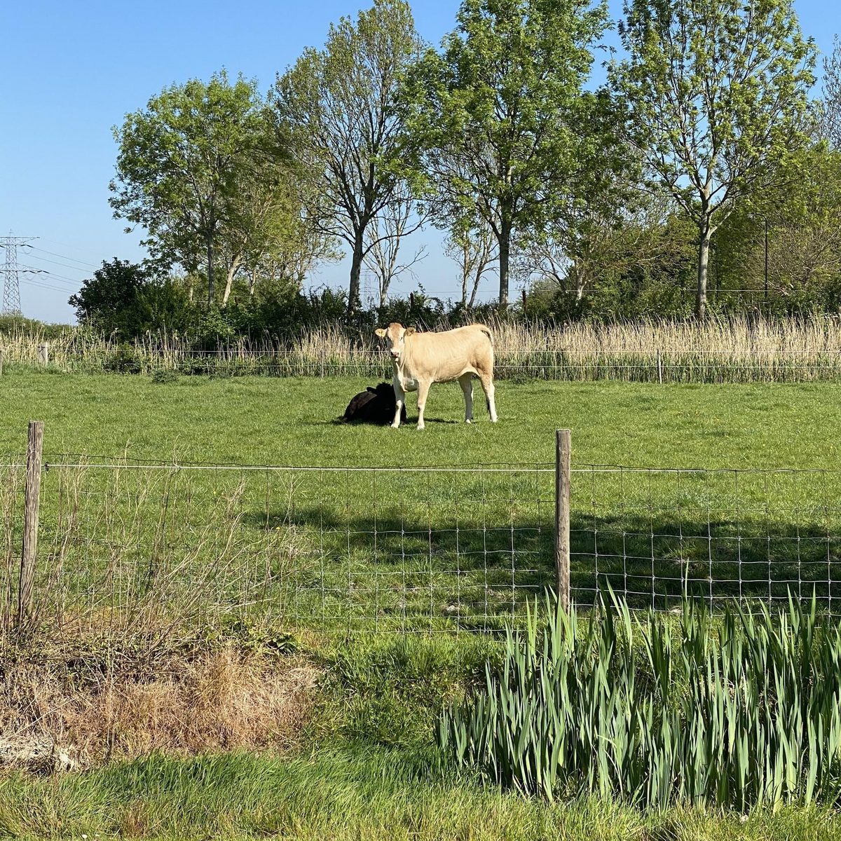 VZ736 Holiday Home Ellewoutsdijk