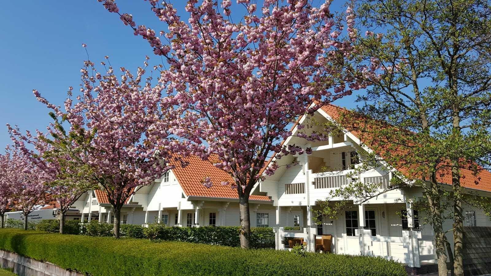 VZ982 Freistehendes Ferienhaus in Oostkapelle