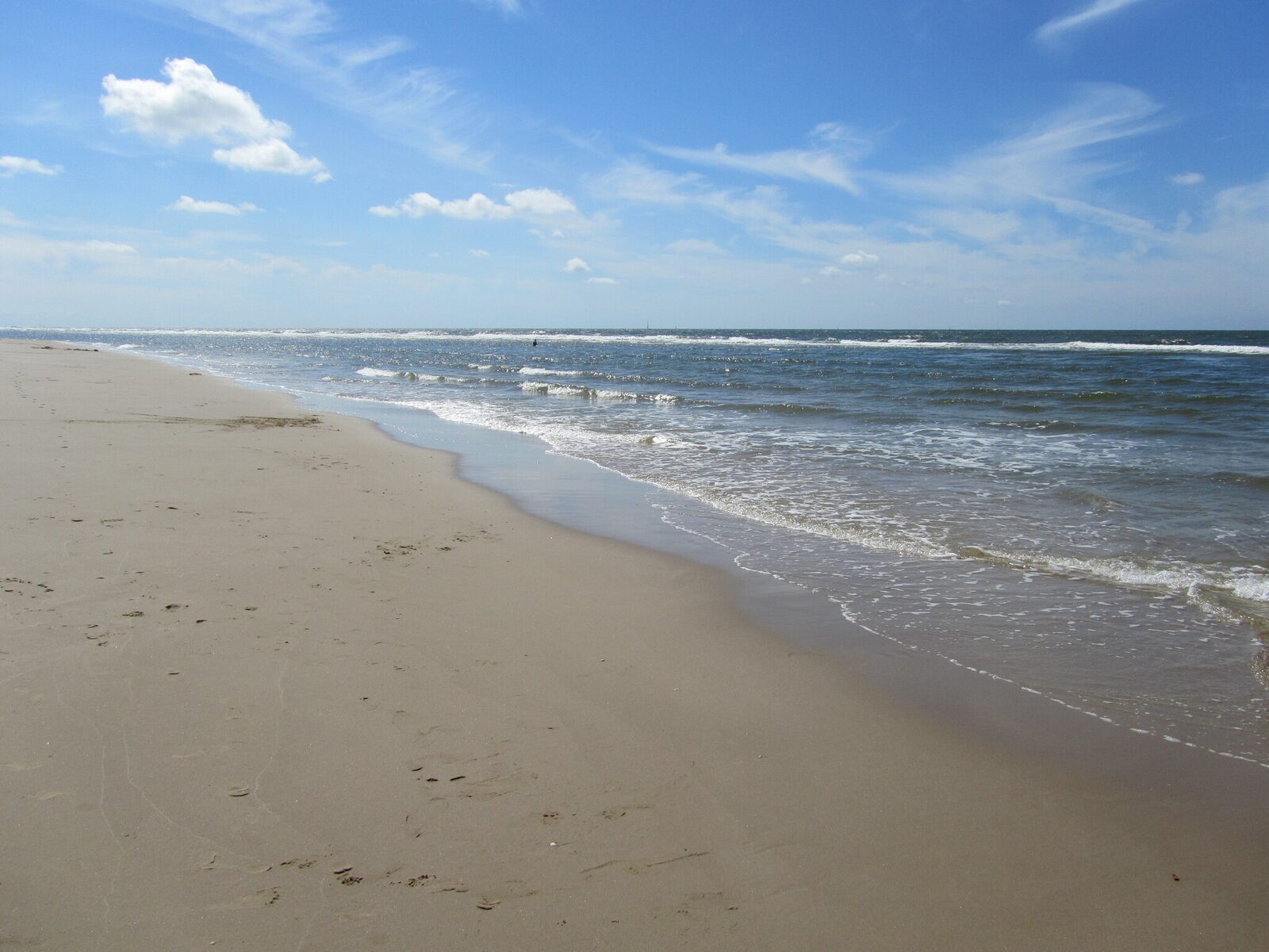 Dolfijn
