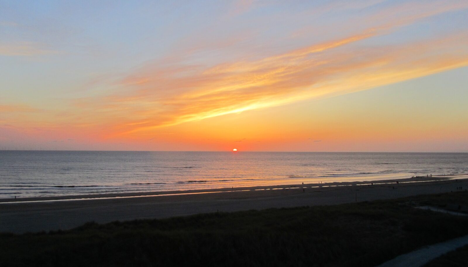 Zeehond