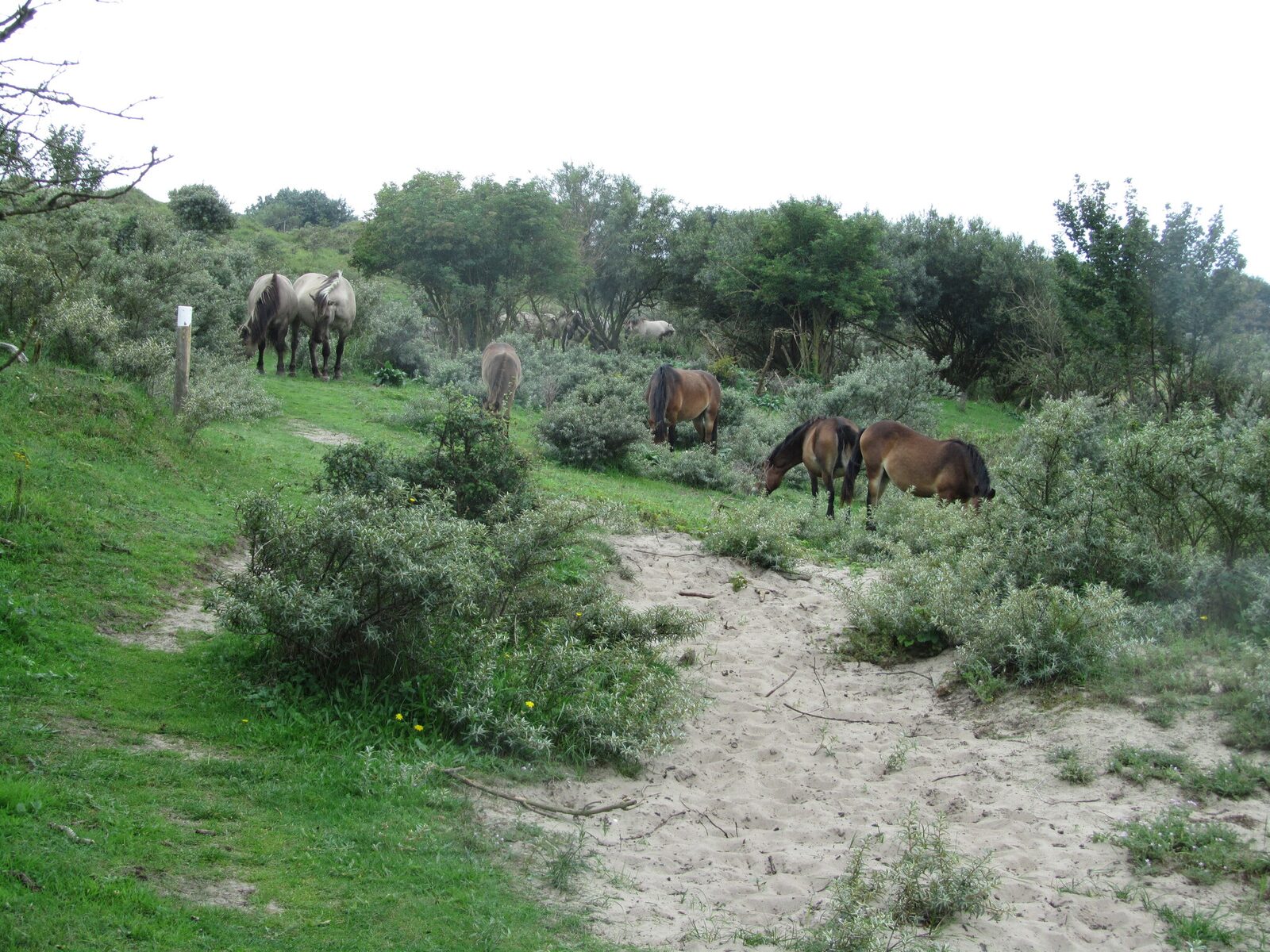 Zeehond