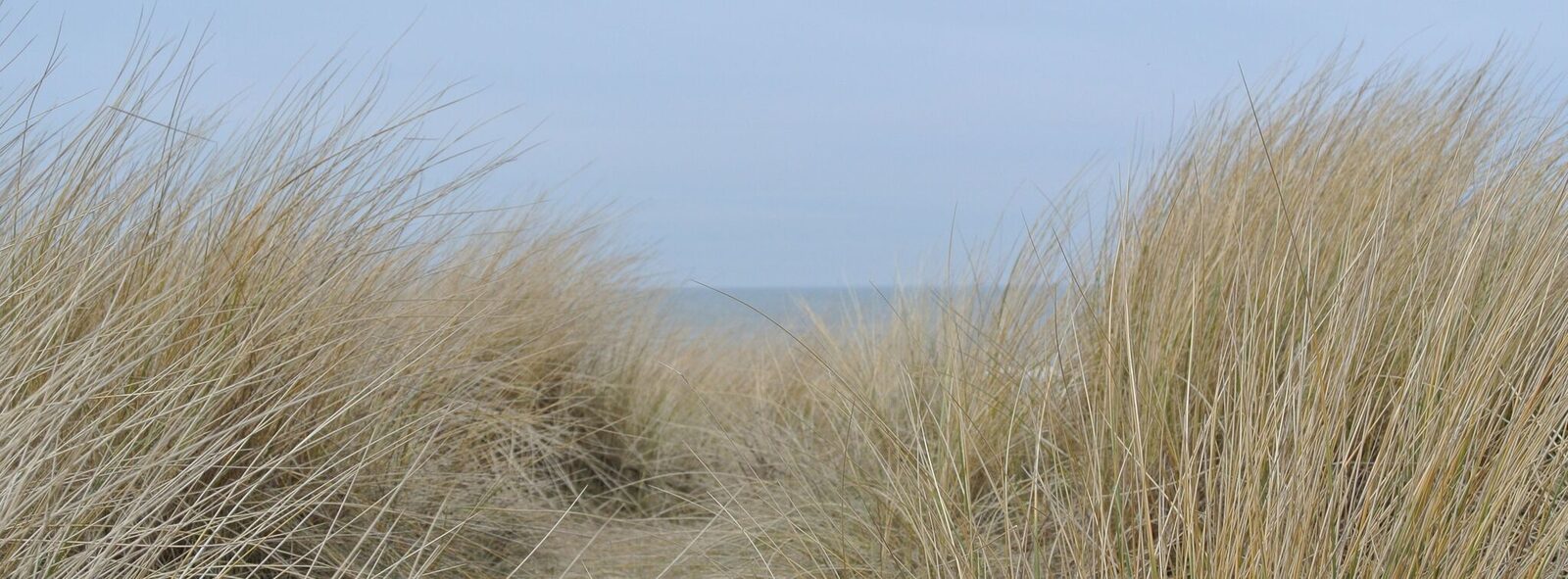 Zeehond