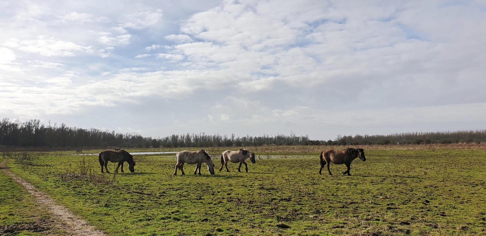 Havenlodge 4-6 pers Lelystad