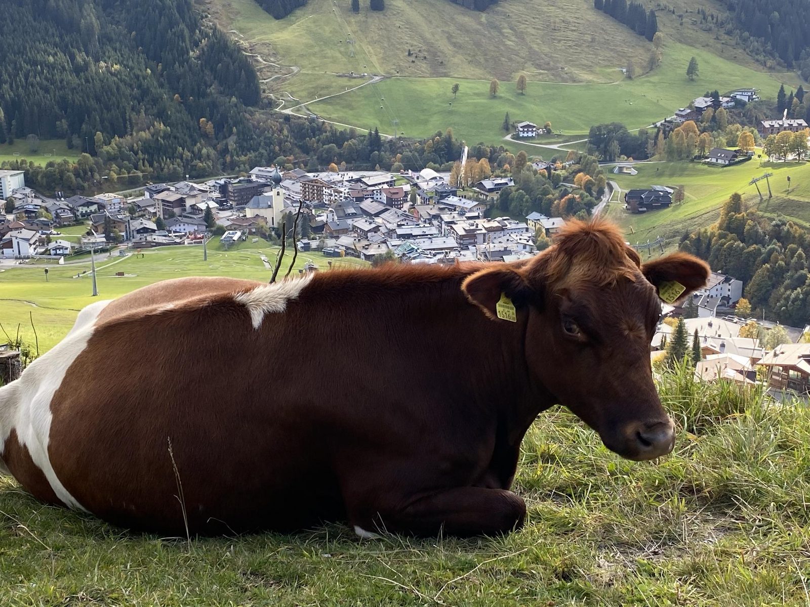 Genieten in Saalbach Top D1
