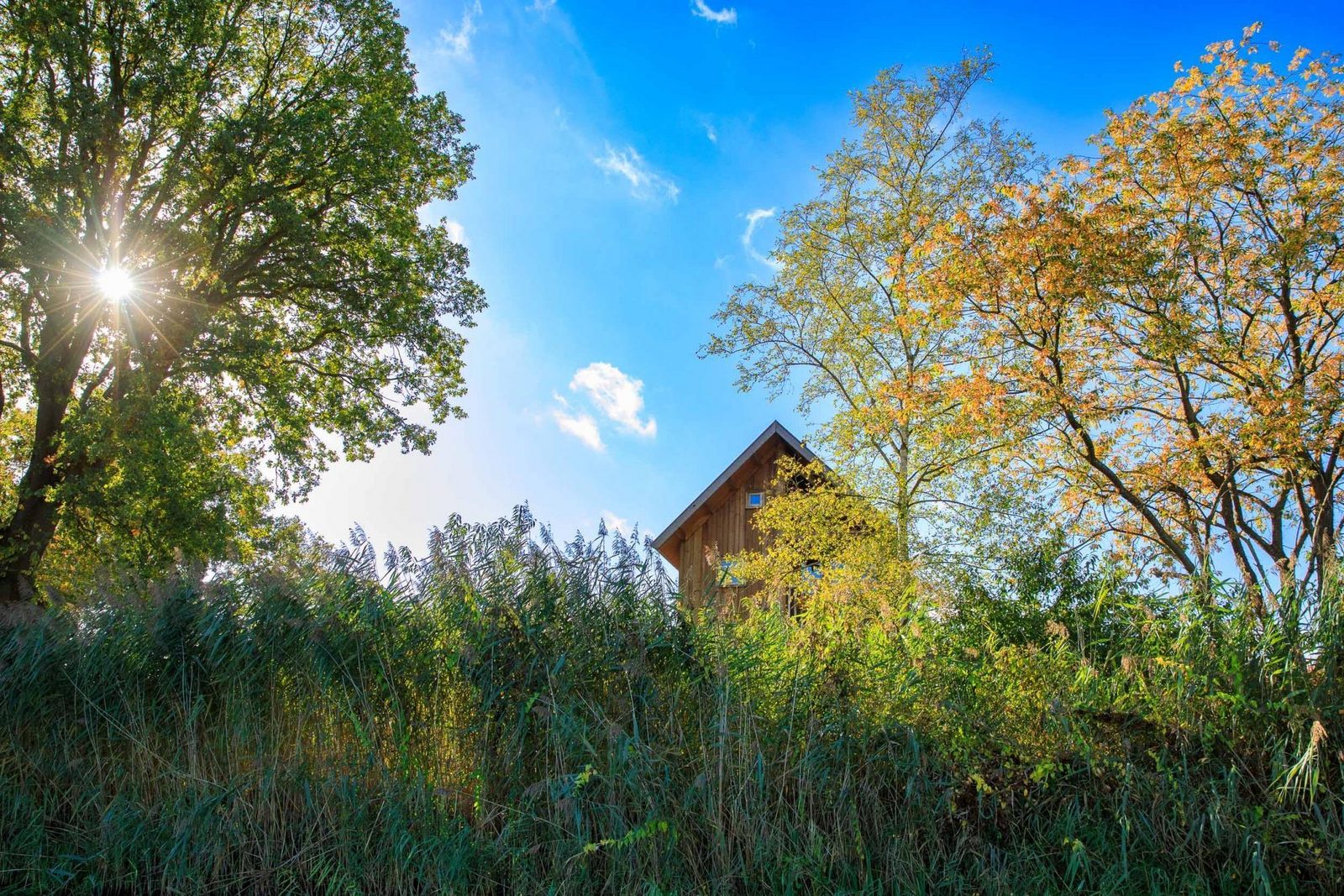 Boomhut I 5 personen