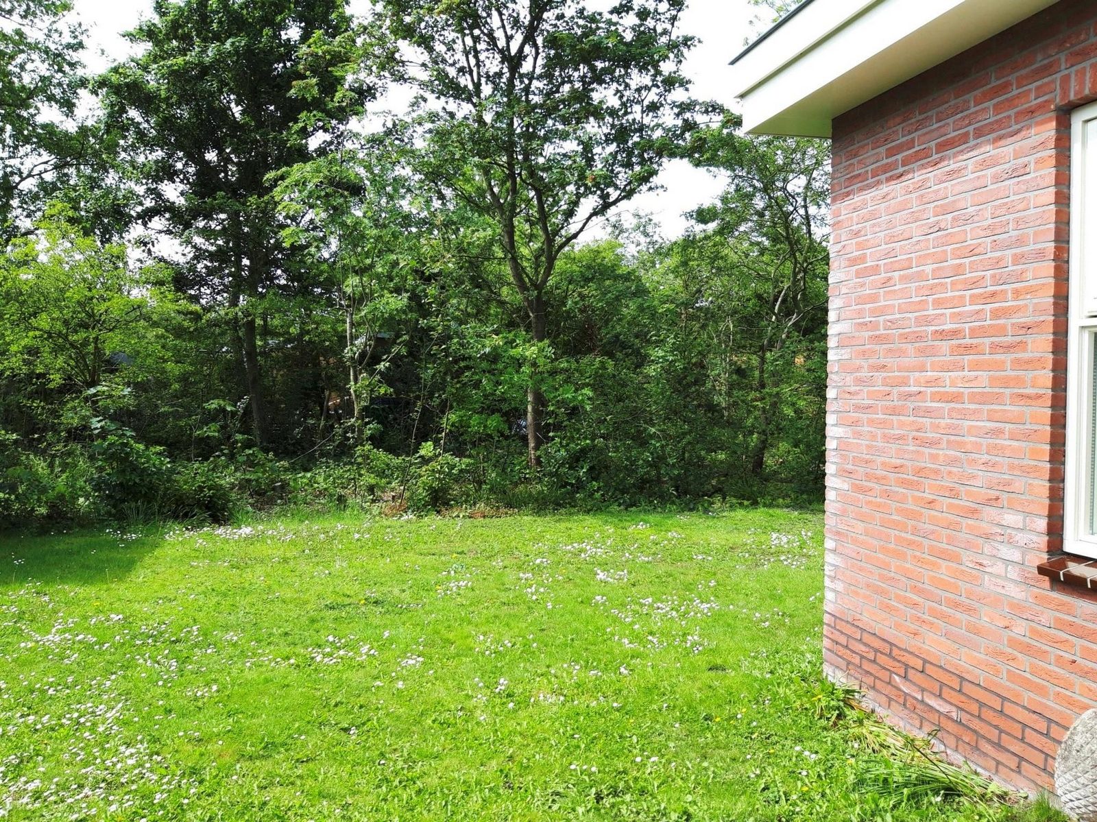 Campanula 11