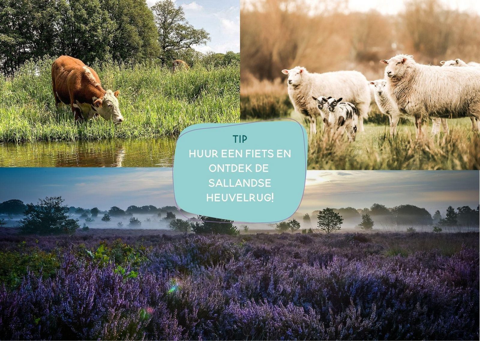 Pop-up glamping: Buurvrouws' Belltentje | 2-4 personen