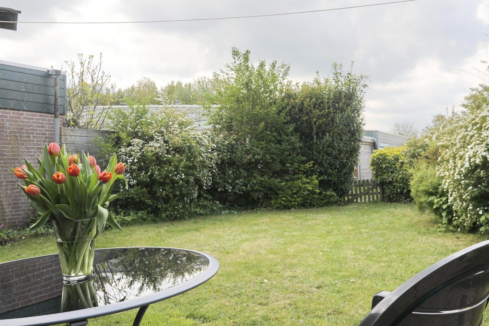 Hollandsche Tulp