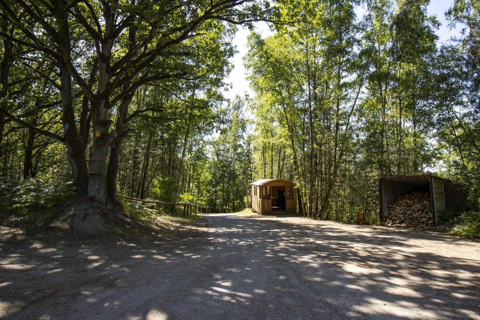 Tree House 1