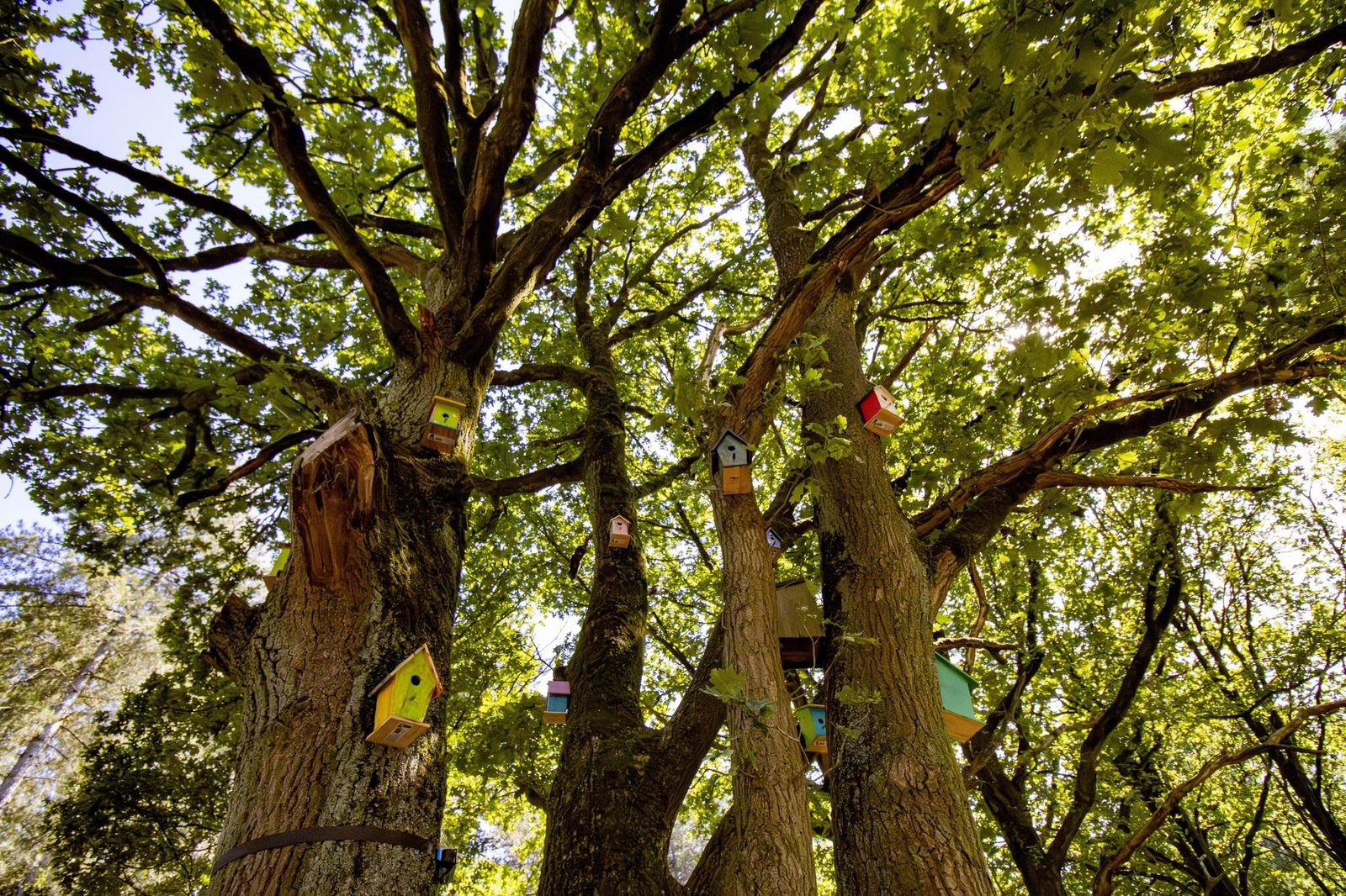 Tree House 1