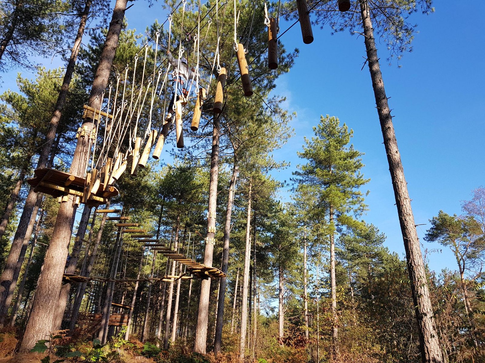 Tree House 2