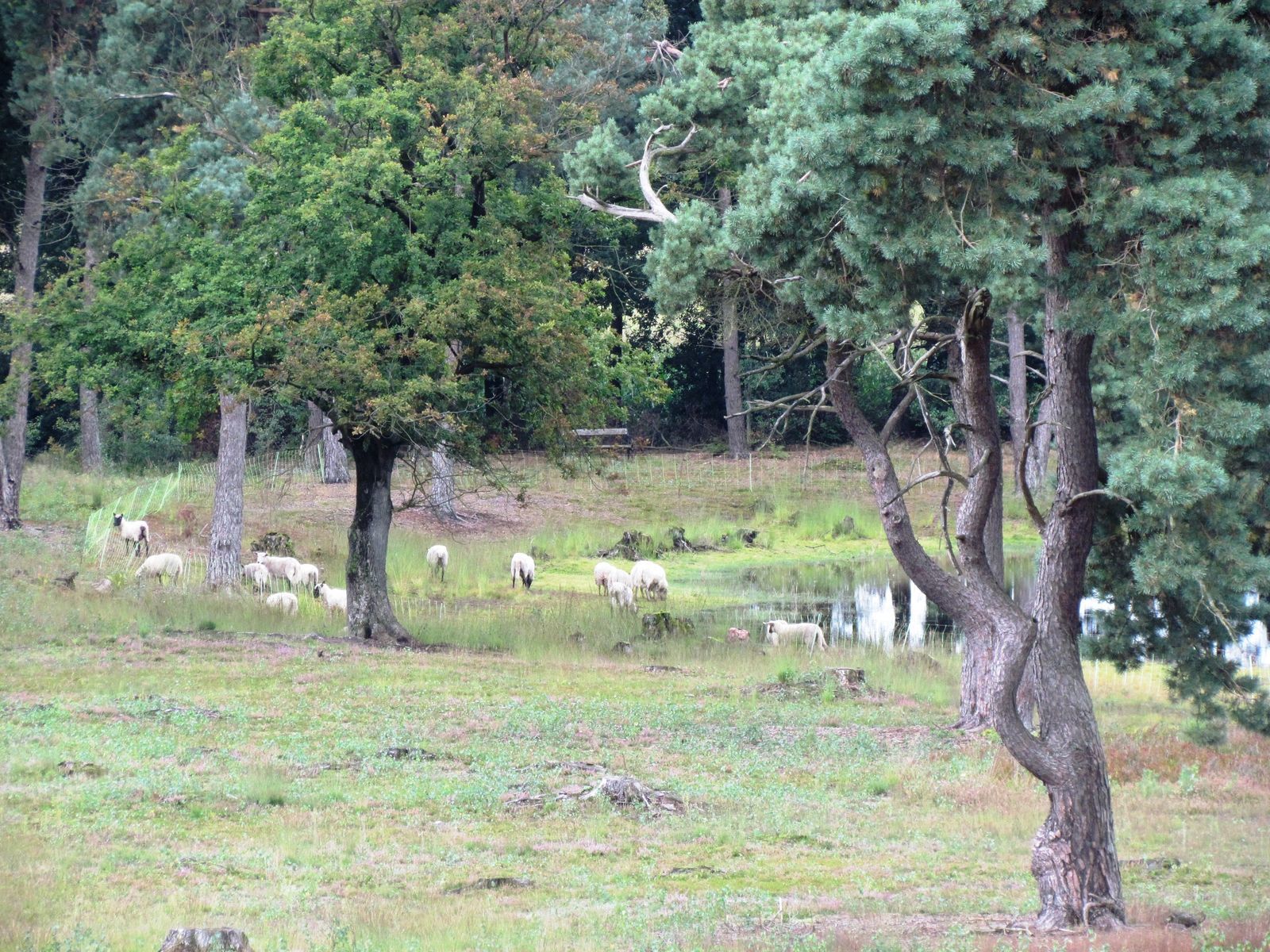 Buitenplaets de Heide Woonhuis I voor actieve gezinnen 
