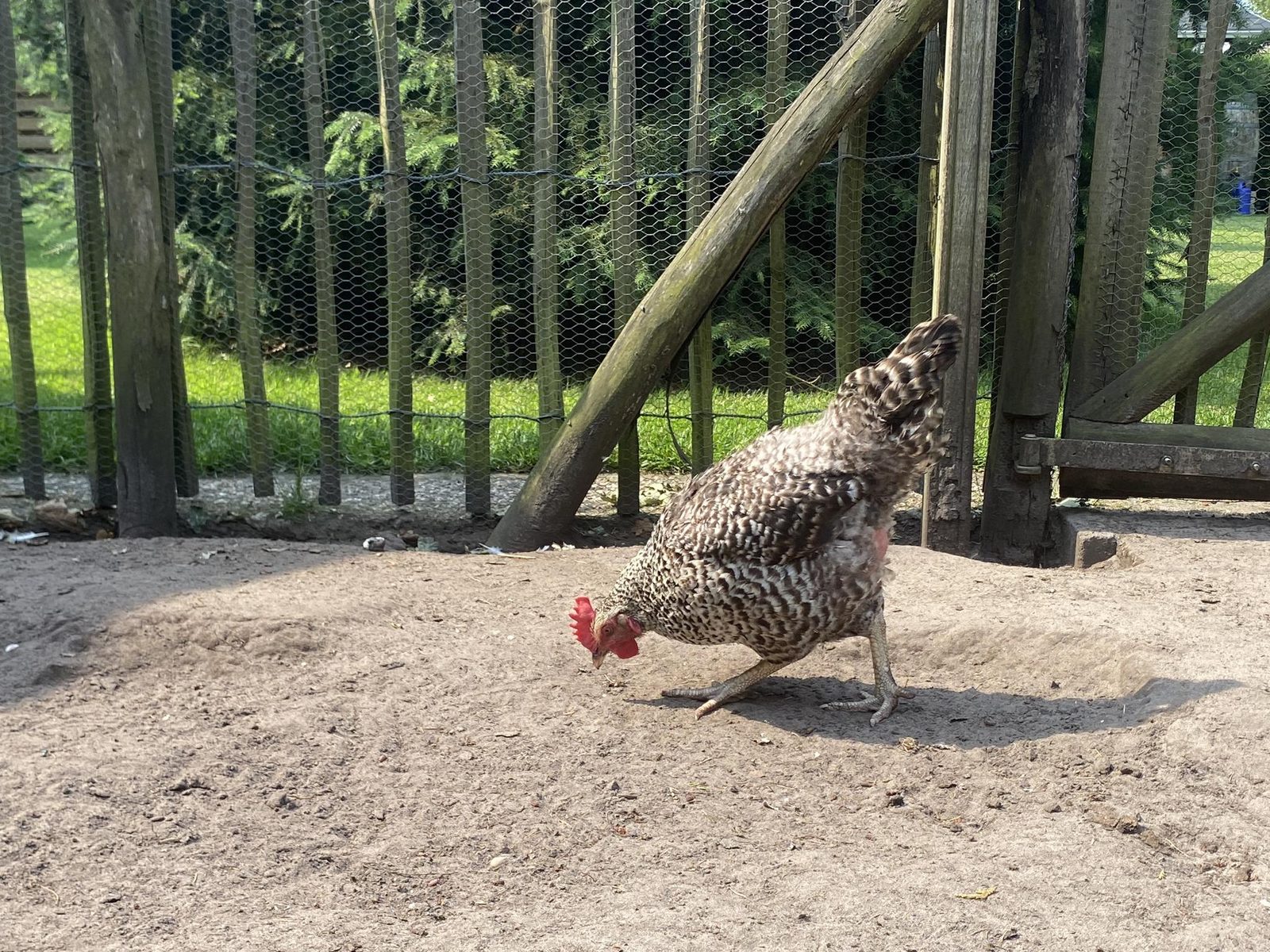 De Groninger Zeeuw