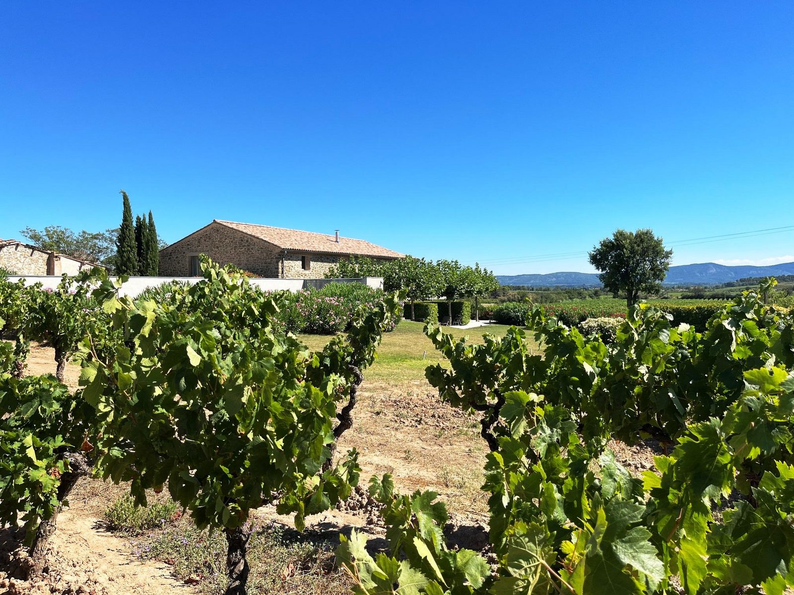 Domaine la Vigne - luxe gîtes in de wijnregio Minervois