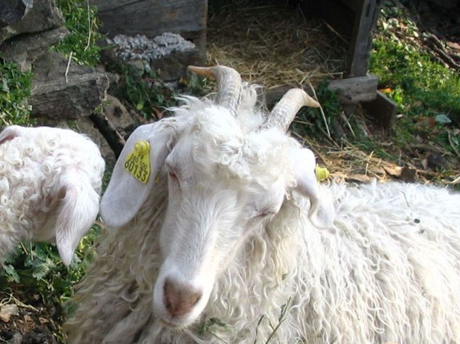 Cevenolse Mas gîte Donzel - vakantie voor natuurliefhebbers