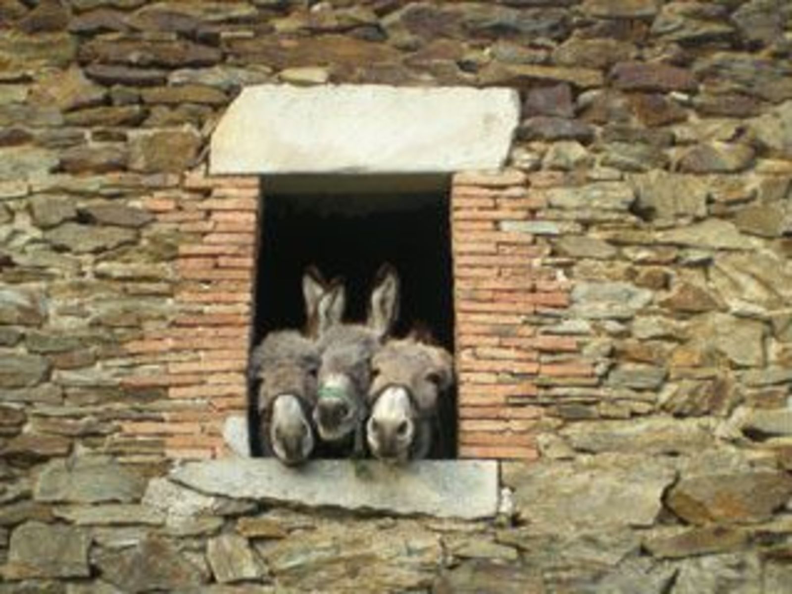 Cevenolse Mas gîte Donzel - vakantie voor natuurliefhebbers