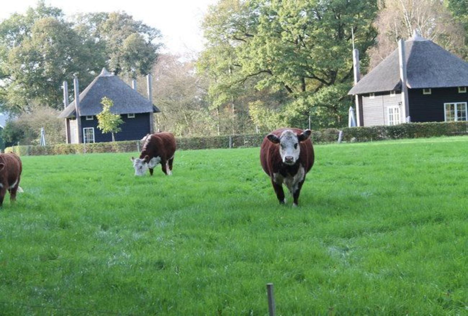 Hooiberghuisje de Klaproos