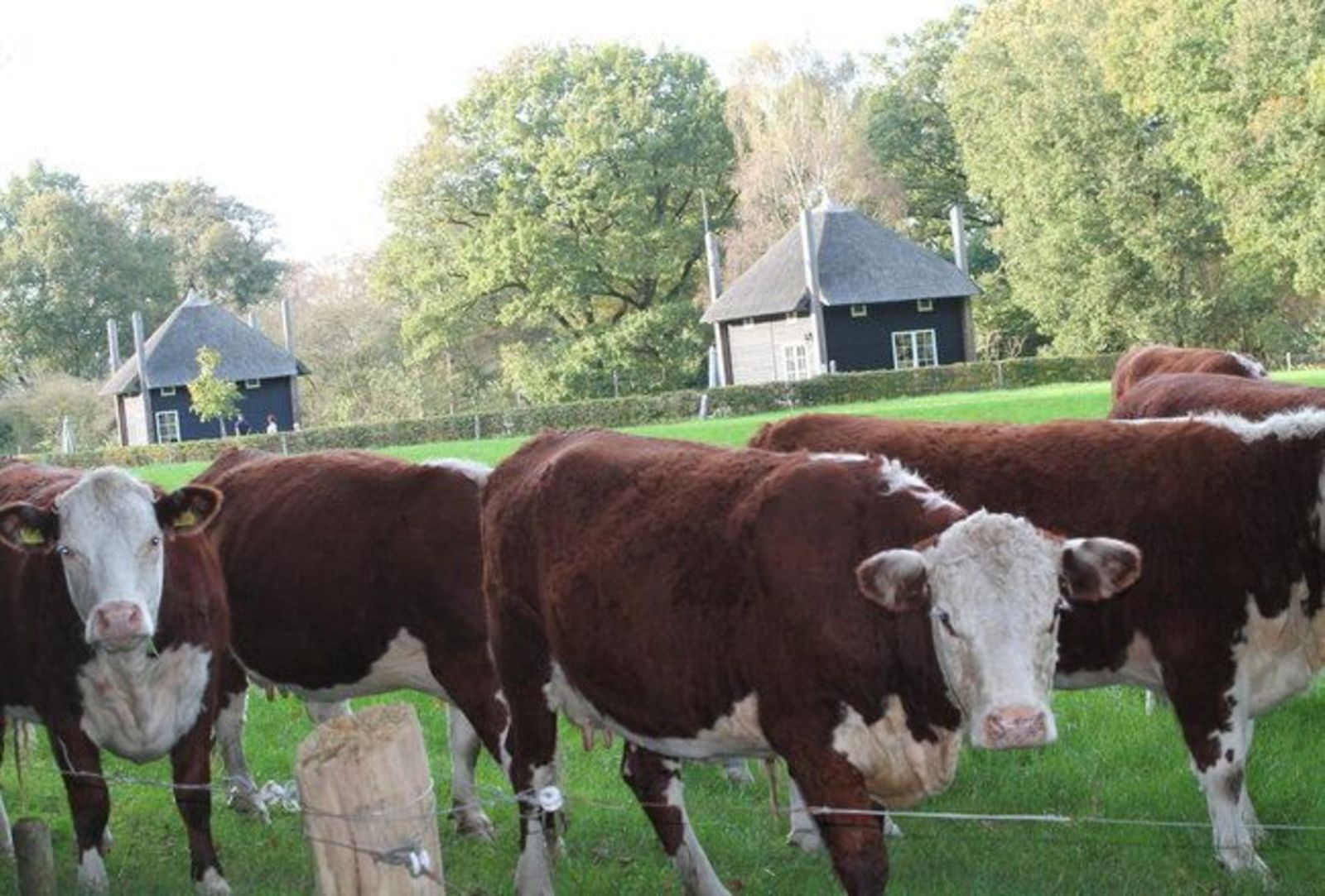 Hooiberghuisje de Boterbloem