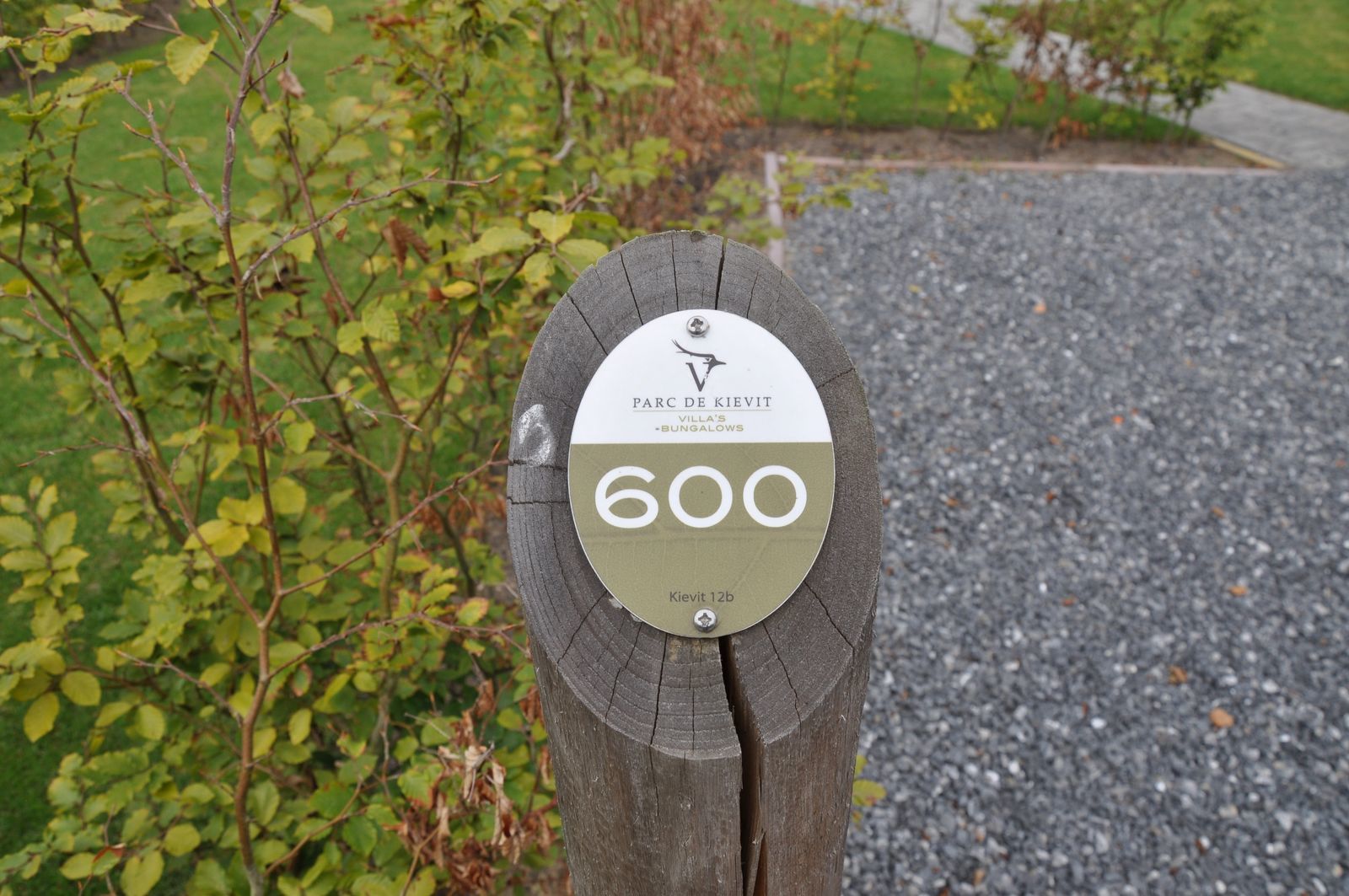 Goudvink 600