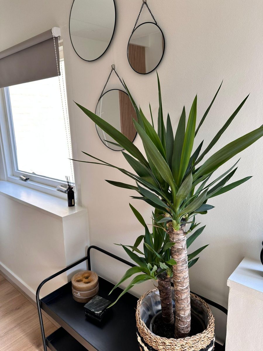 QuDi's Tiny House