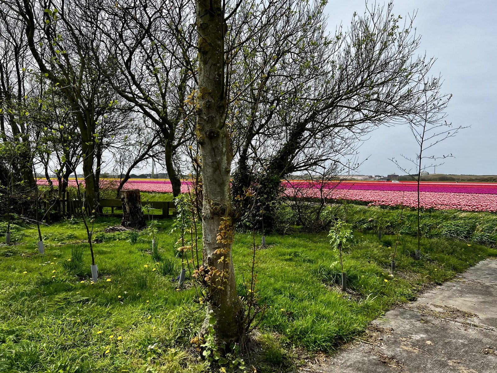 De Schelp 27