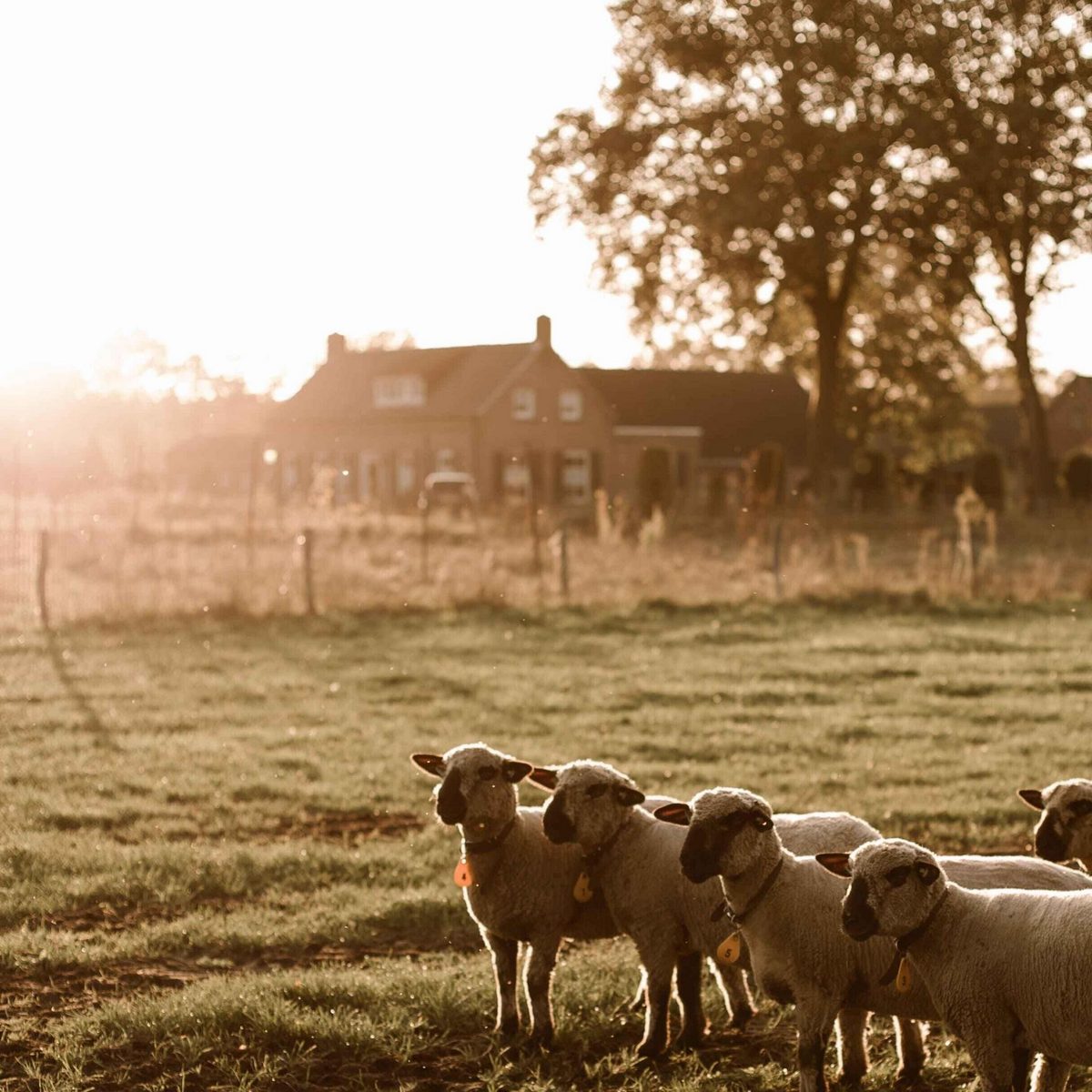 Sheep House
