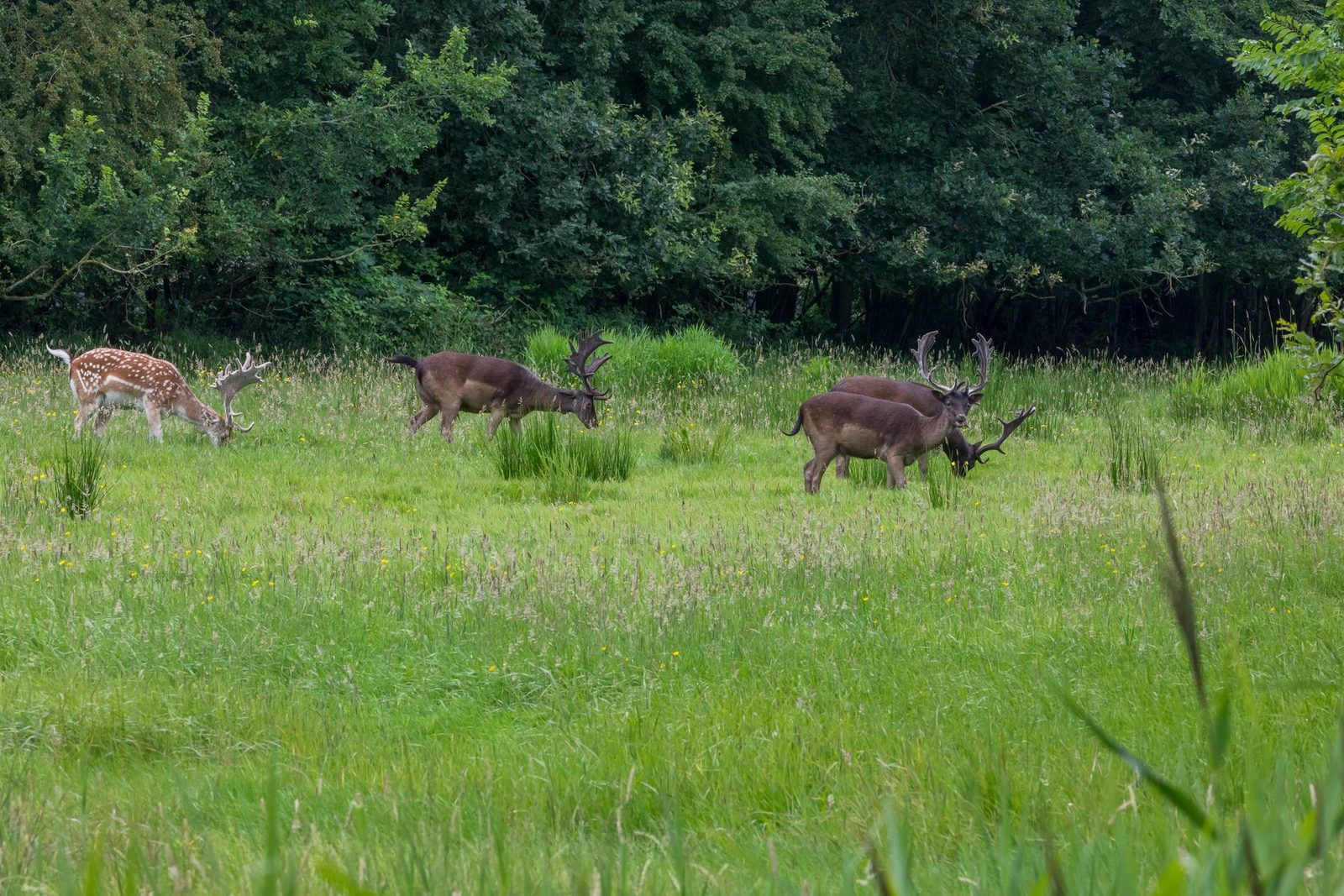 Ferienhaus - Oosterpark 77 | Oostkapelle
