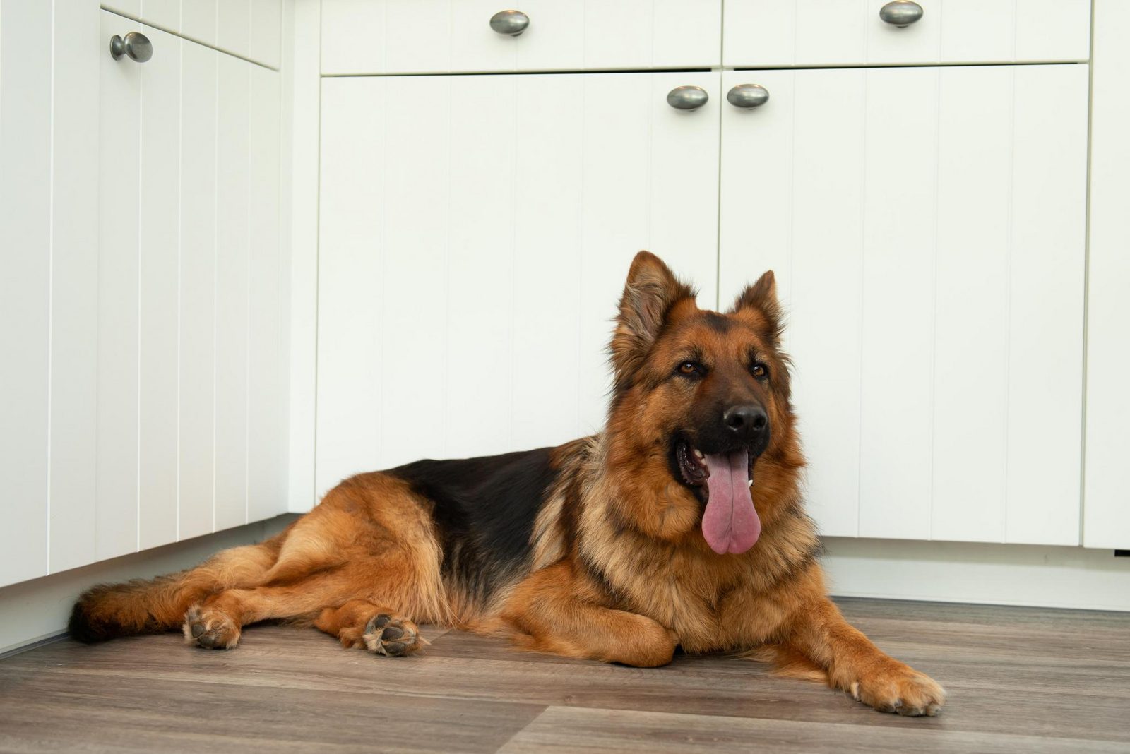 Premium Lodge I 4 personnes (58 m²) - Chiens admis