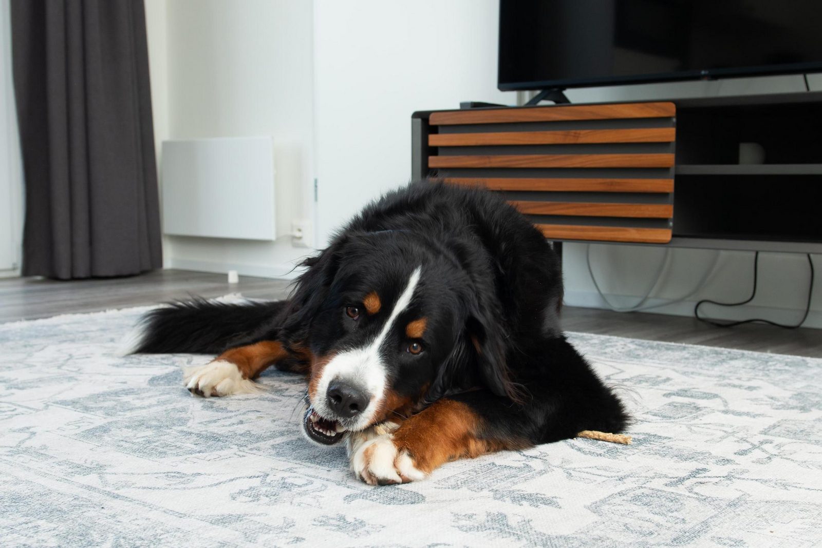 Premium Lodge I 6 personnes (60m²) - Avec air conditionné - Chiens admis
