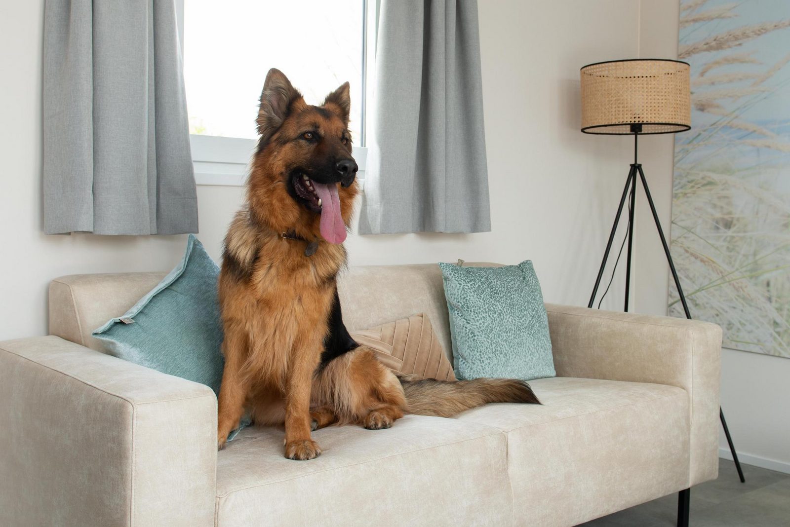 Wood Lodge | 4 persons (44 m²) - With air conditioning - Dogs admitted