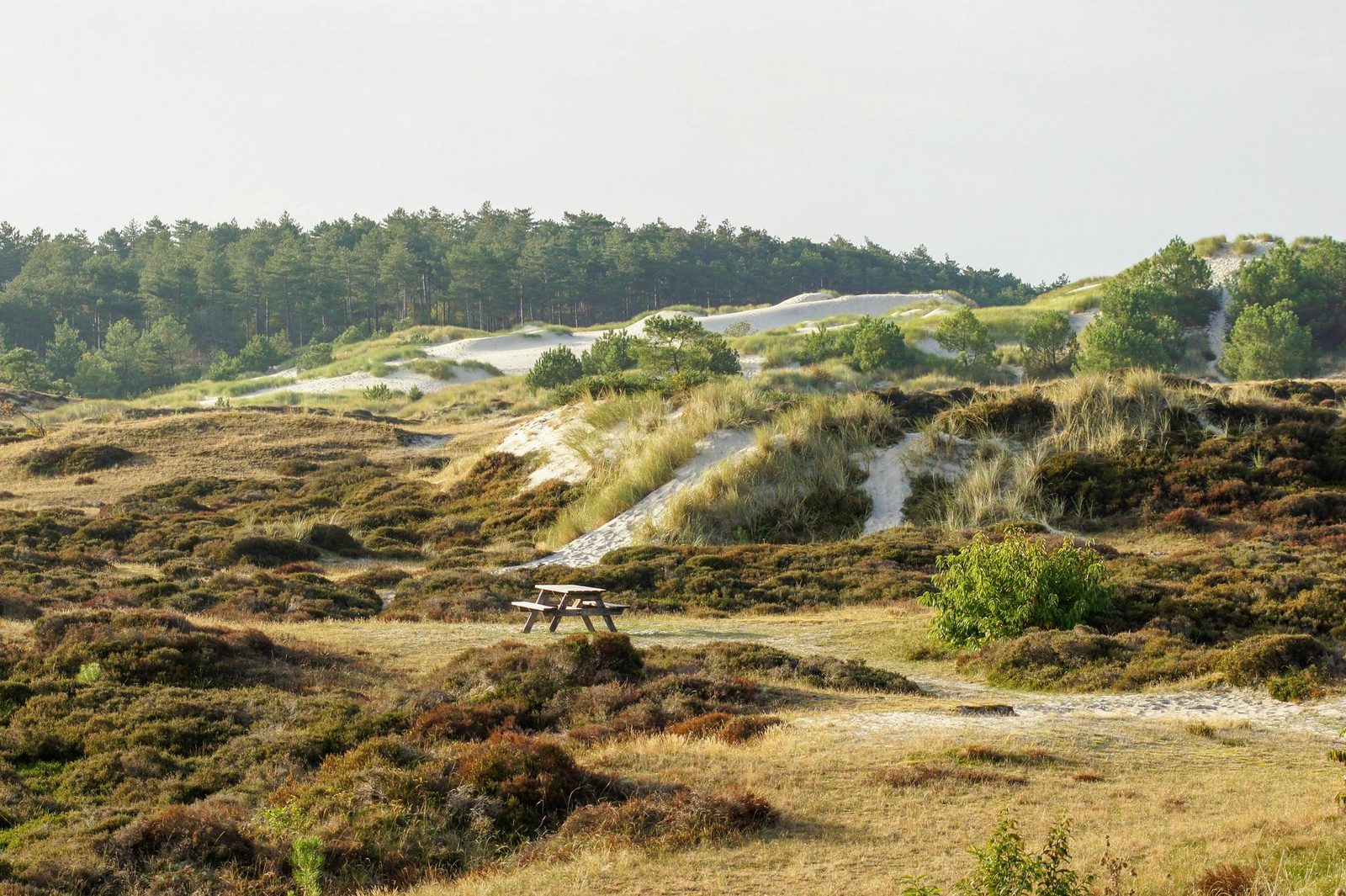 Duinbries