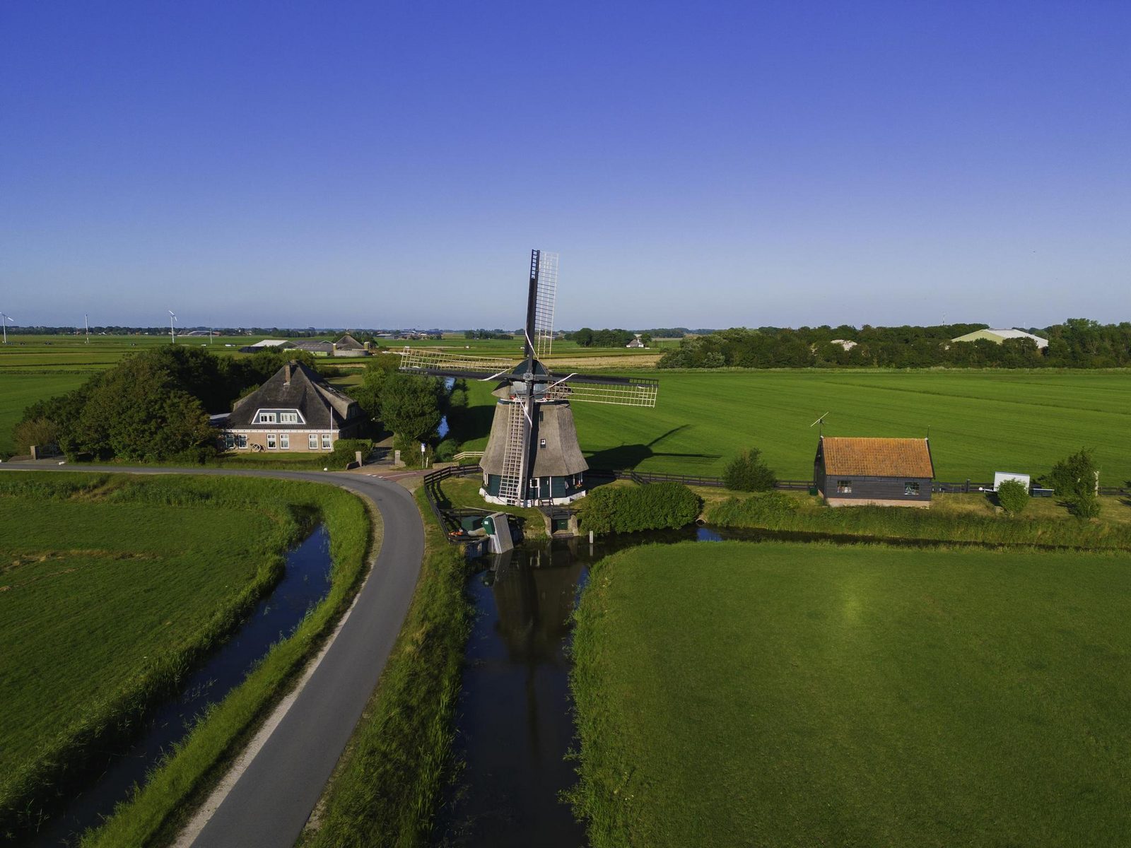 Duinroos