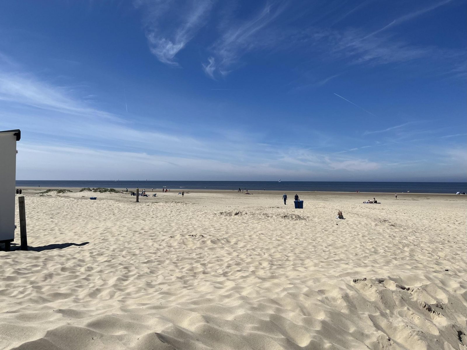 Duinroos