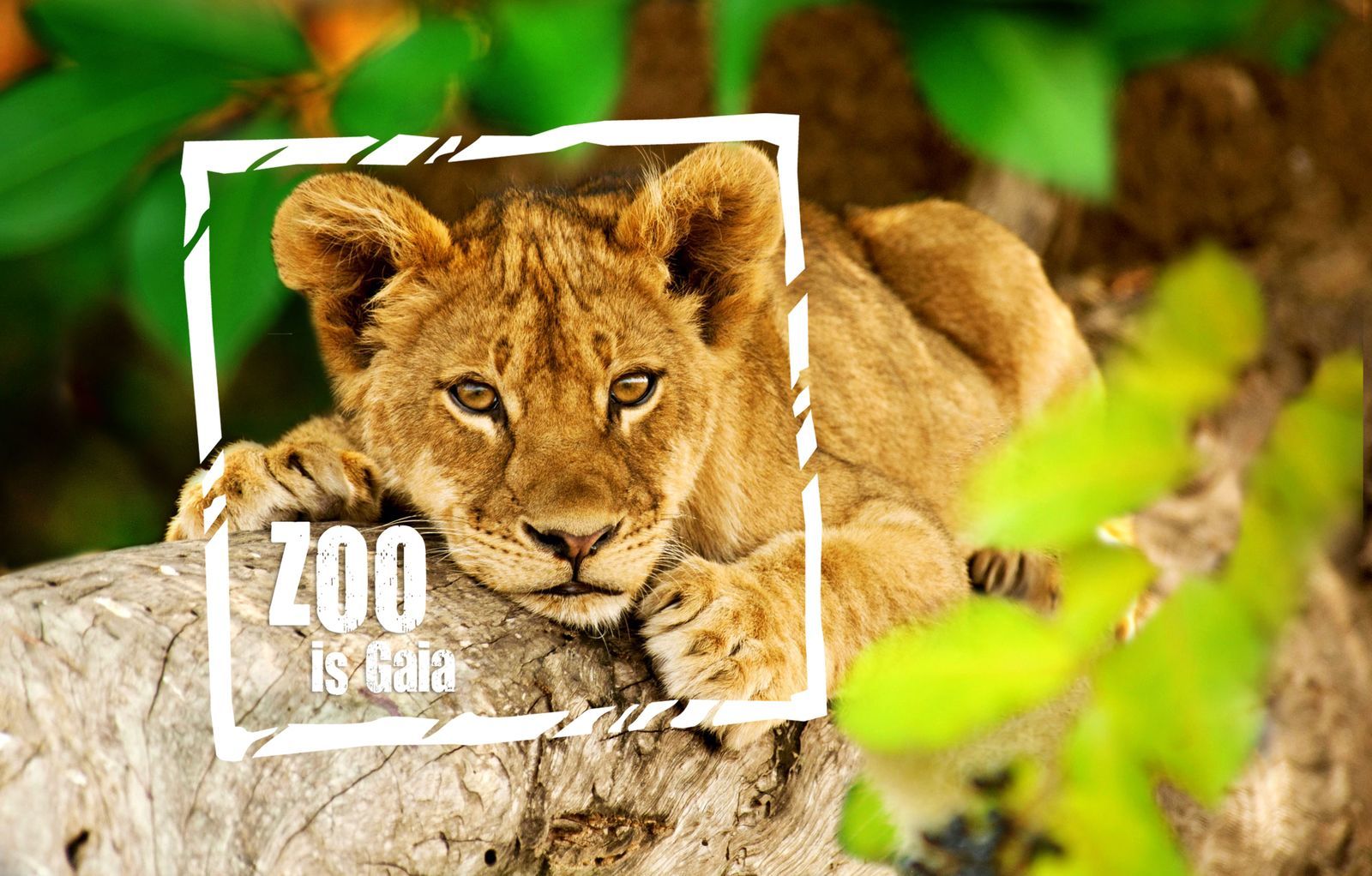 Formule zoo Gaia