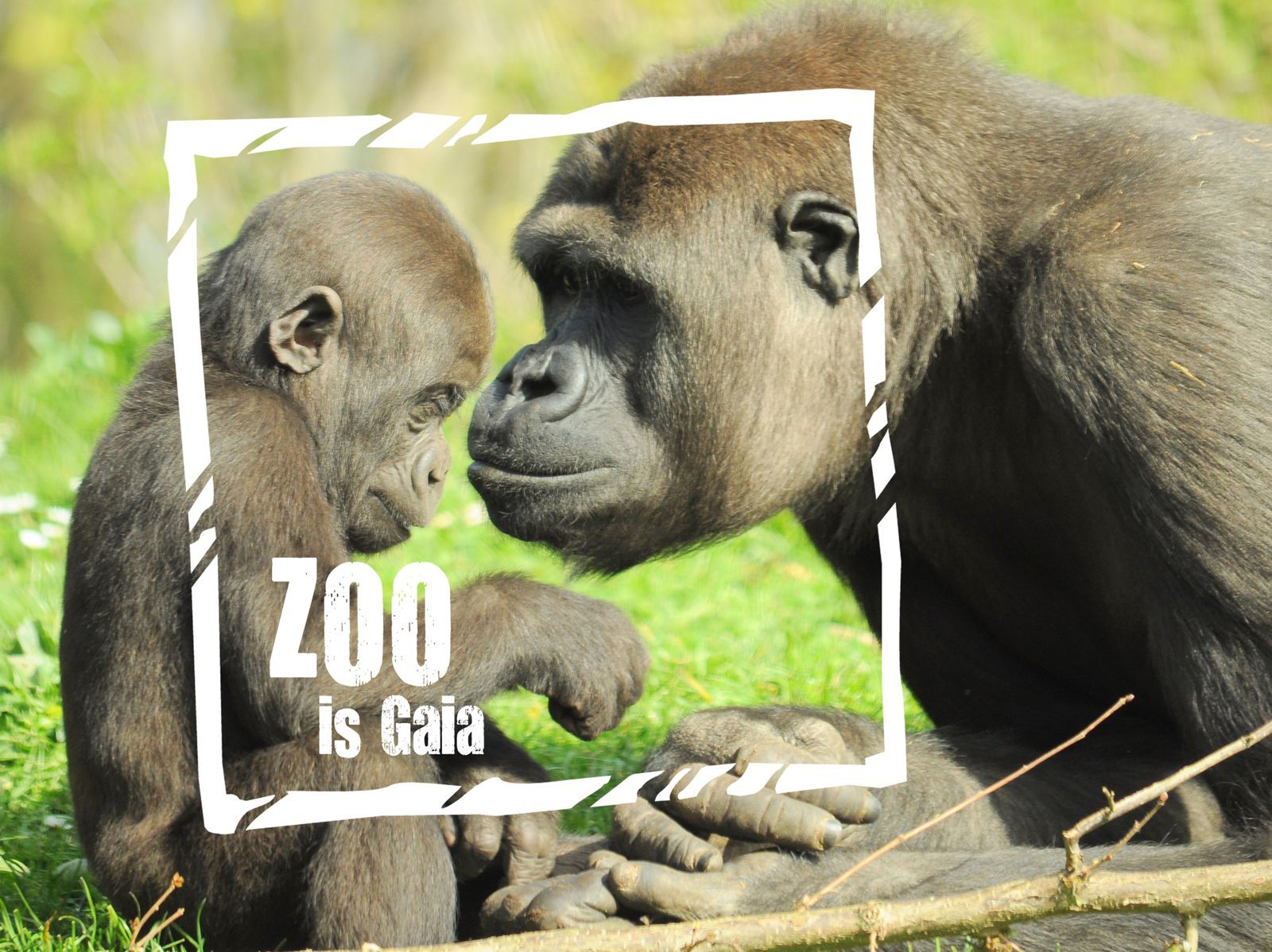 Formule zoo Gaia