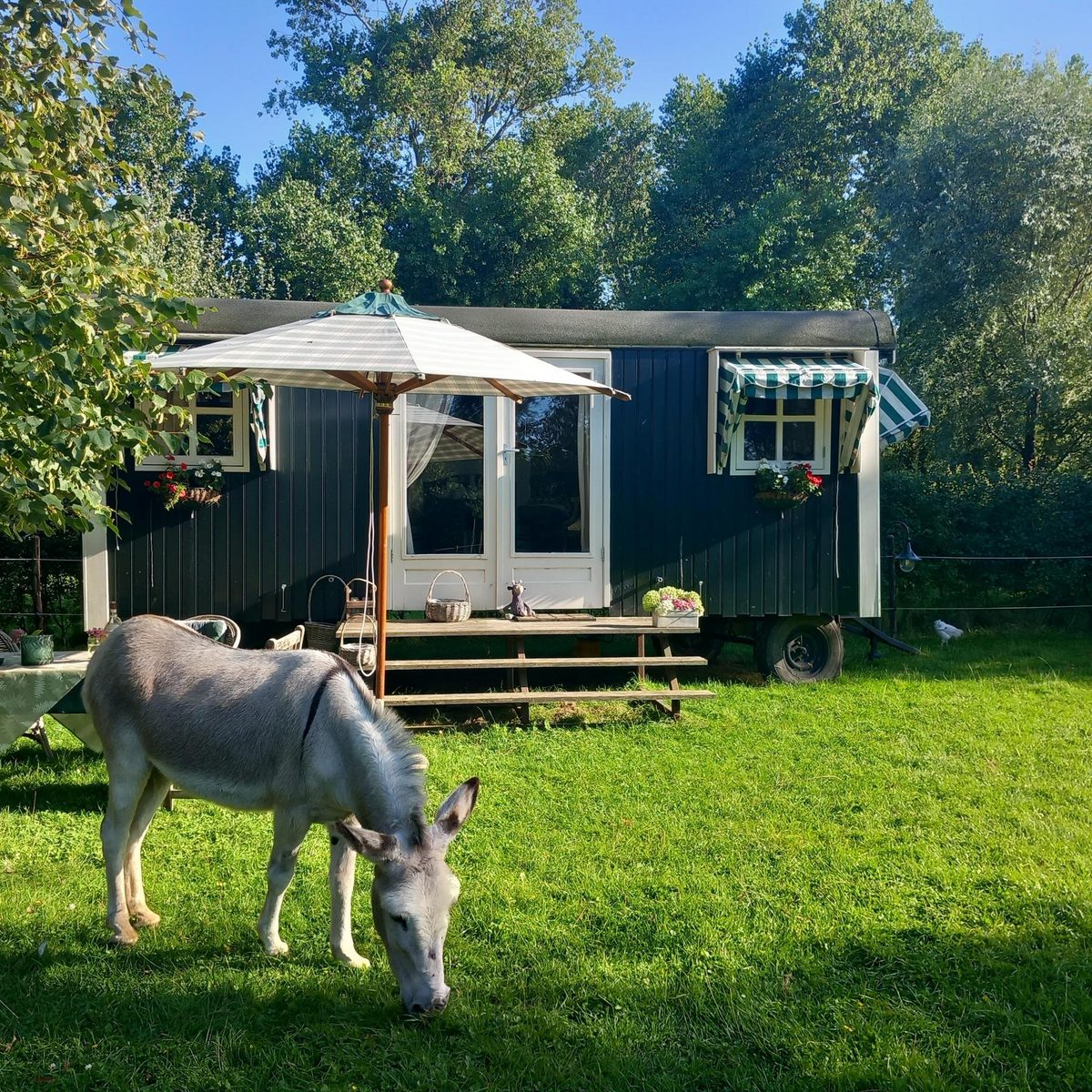 VZ2422 Gypsy Caravan Koudekerke