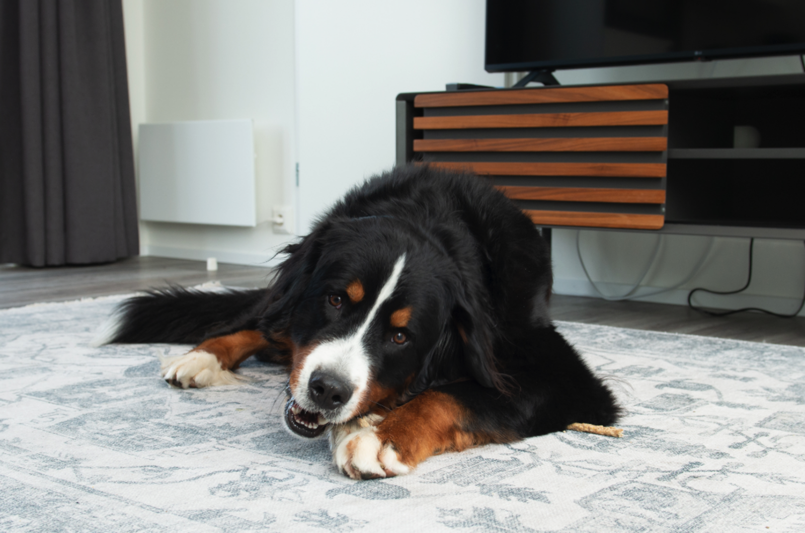 Access Lodge | 4 personnes (60 m²) - Avec Airco - Chiens admis