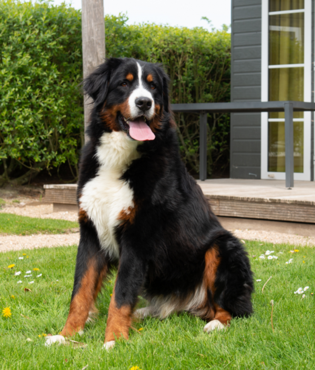 Comfort Lodge | 4 personnes (32 m²) - Chiens admis