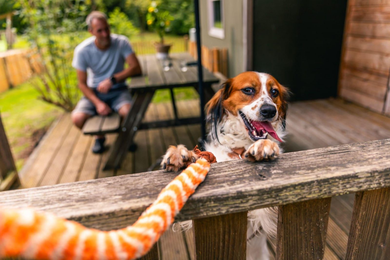 Dog Lodge 6