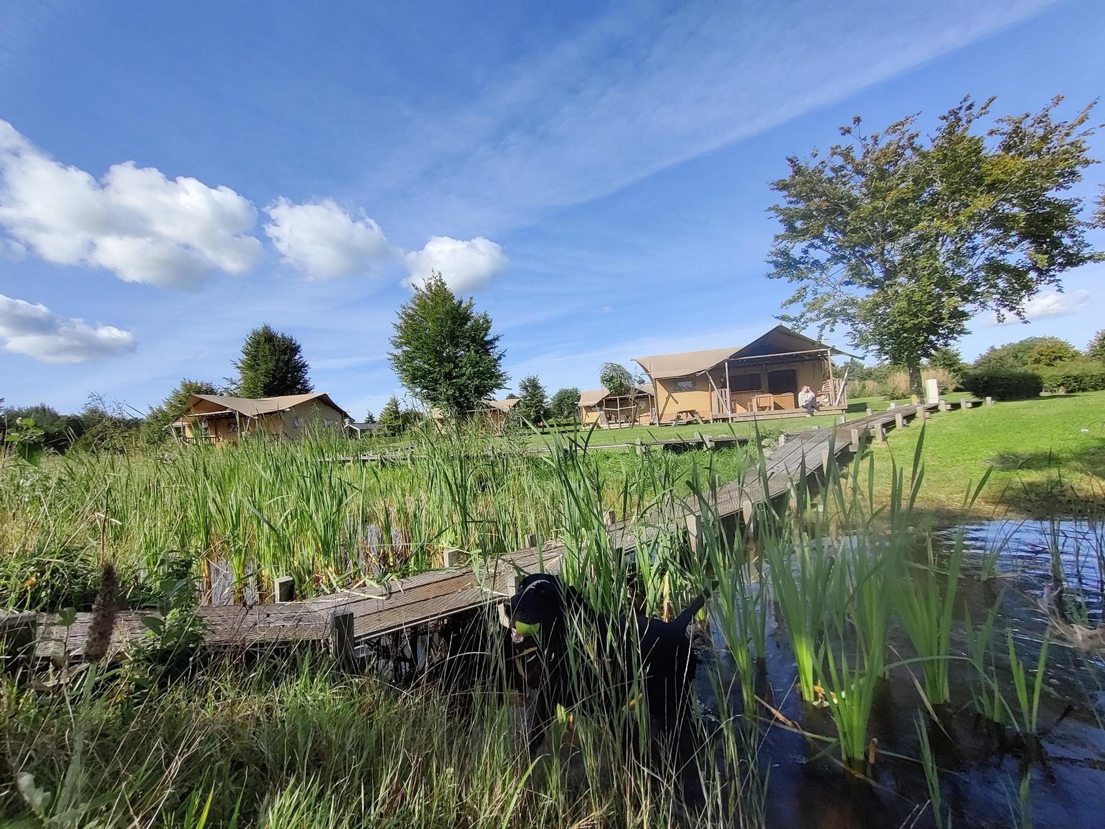 Groepsverblijf groepstent met 3 vijfpersoons glamping tenten (15 personen)