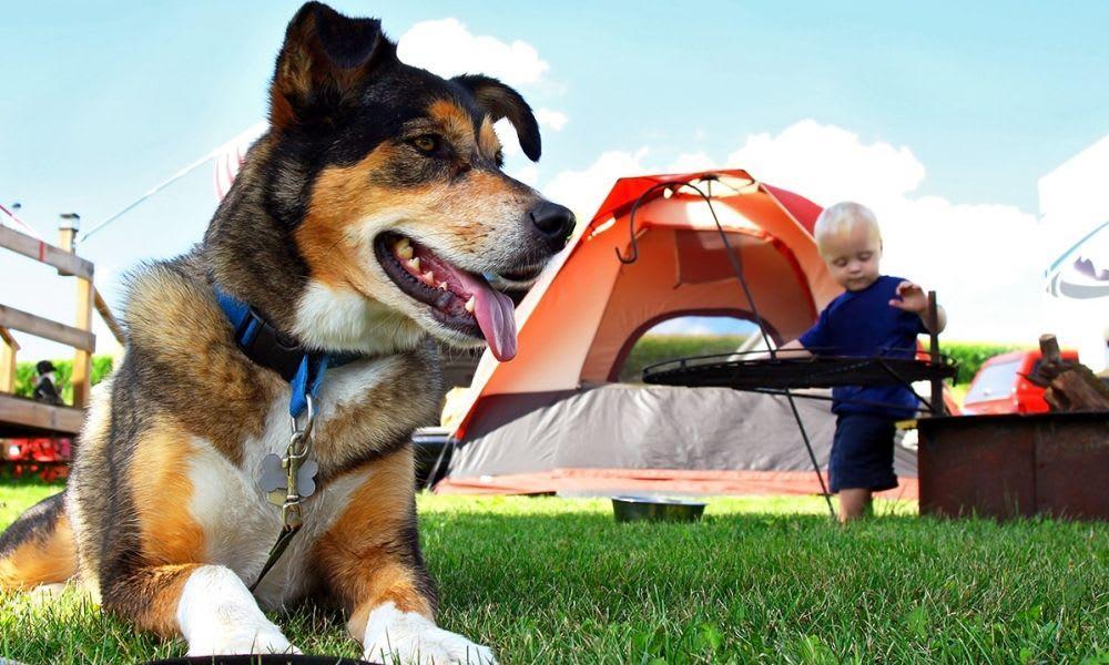 Accommodation Gulperberg - Camping pitch - Camping pitch Comfort - 6