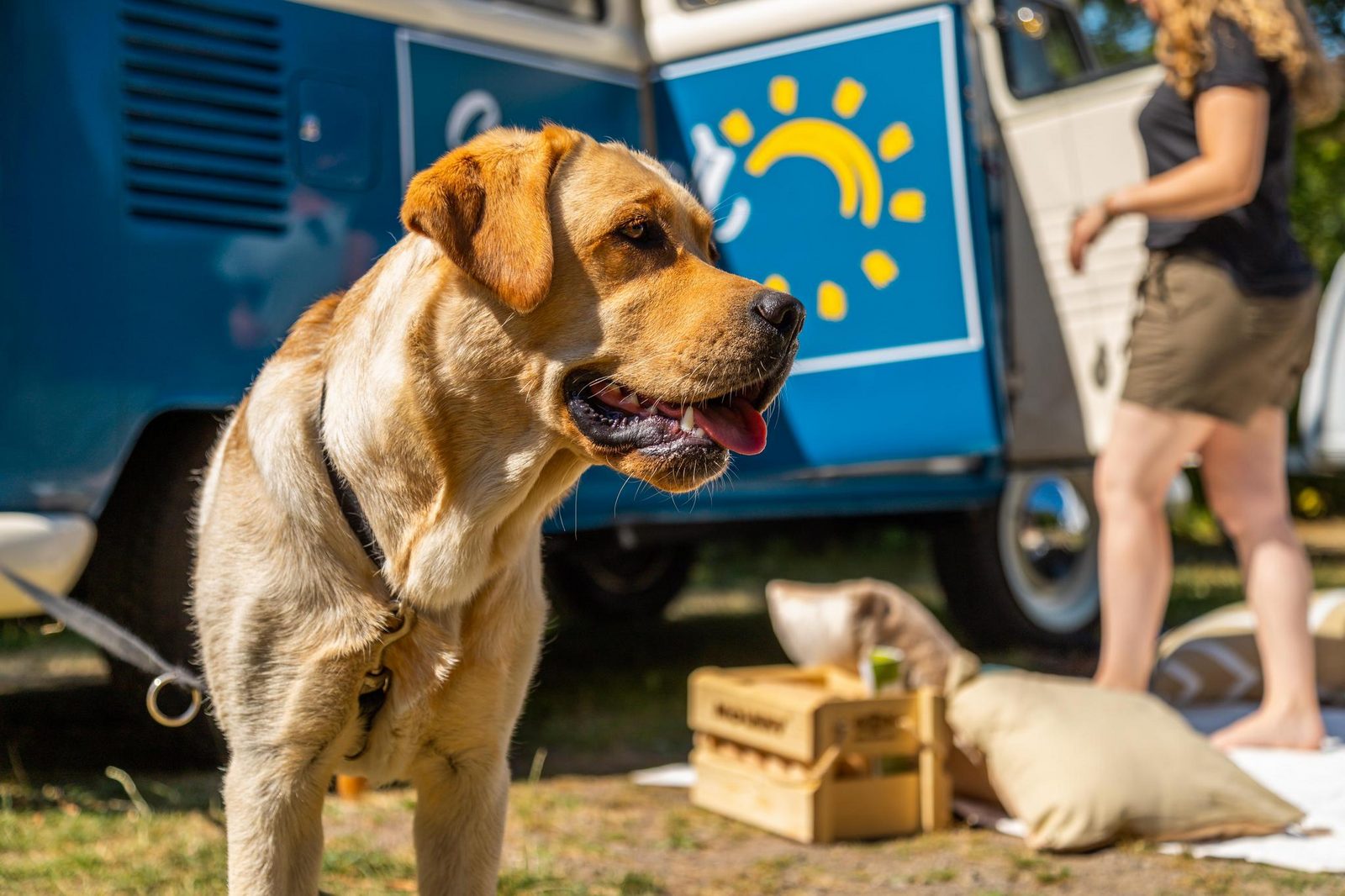 Campingwiese