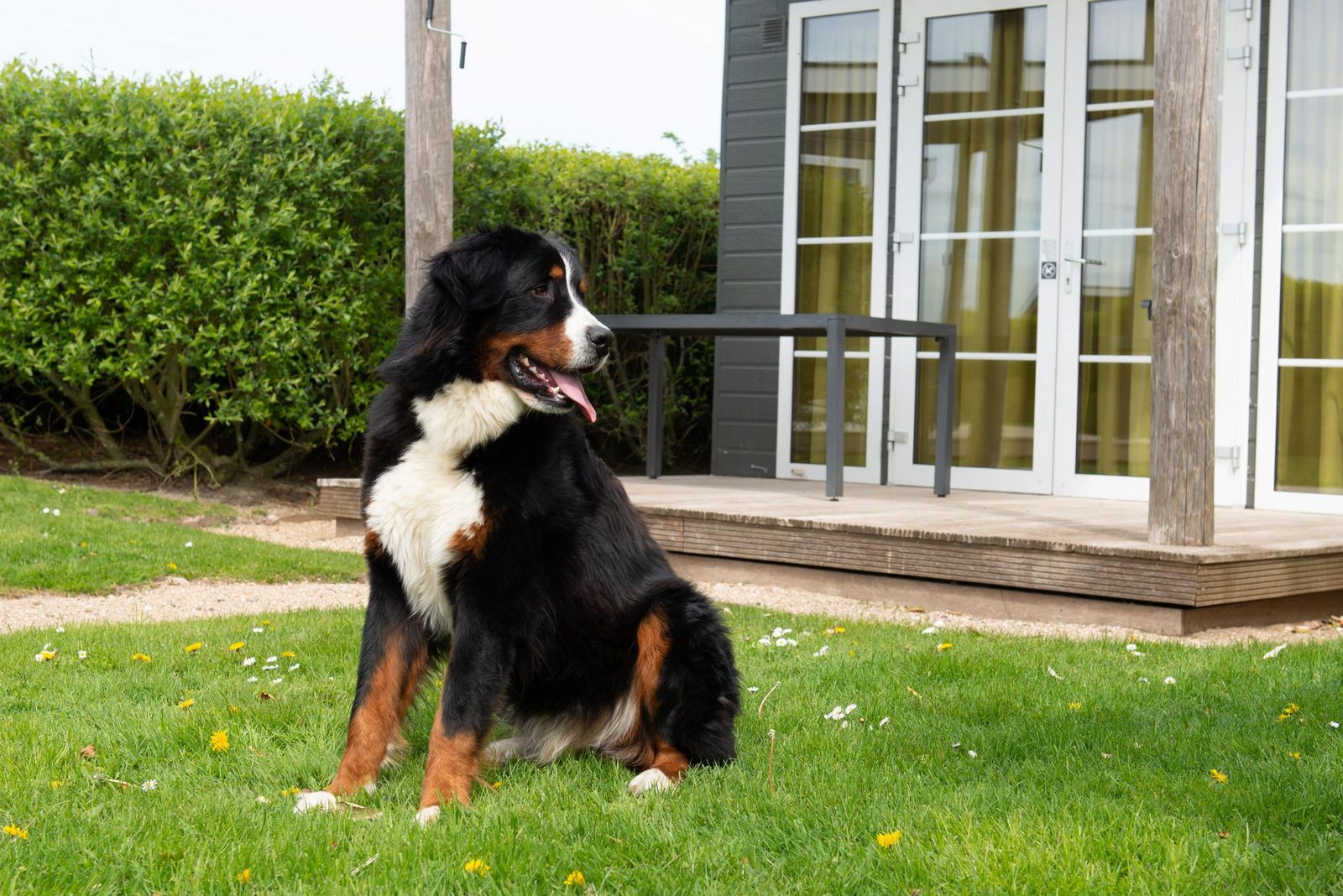 Comfort Lodge | 2 persons (27 m²) - Dogs allowed