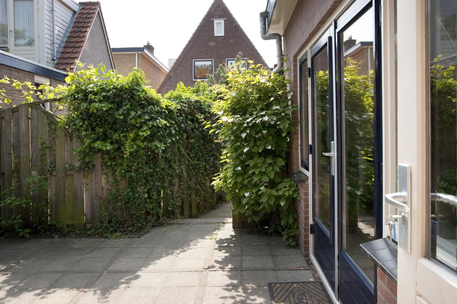 Duynvoet