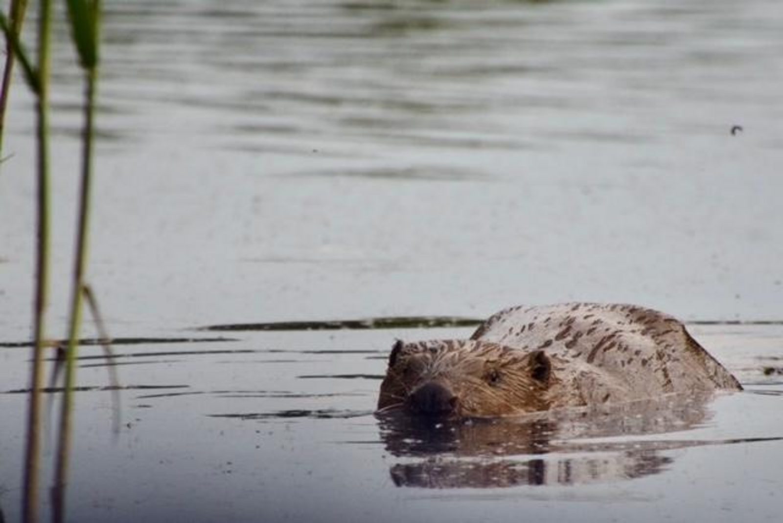 AquaHome de Bever Woudrichem