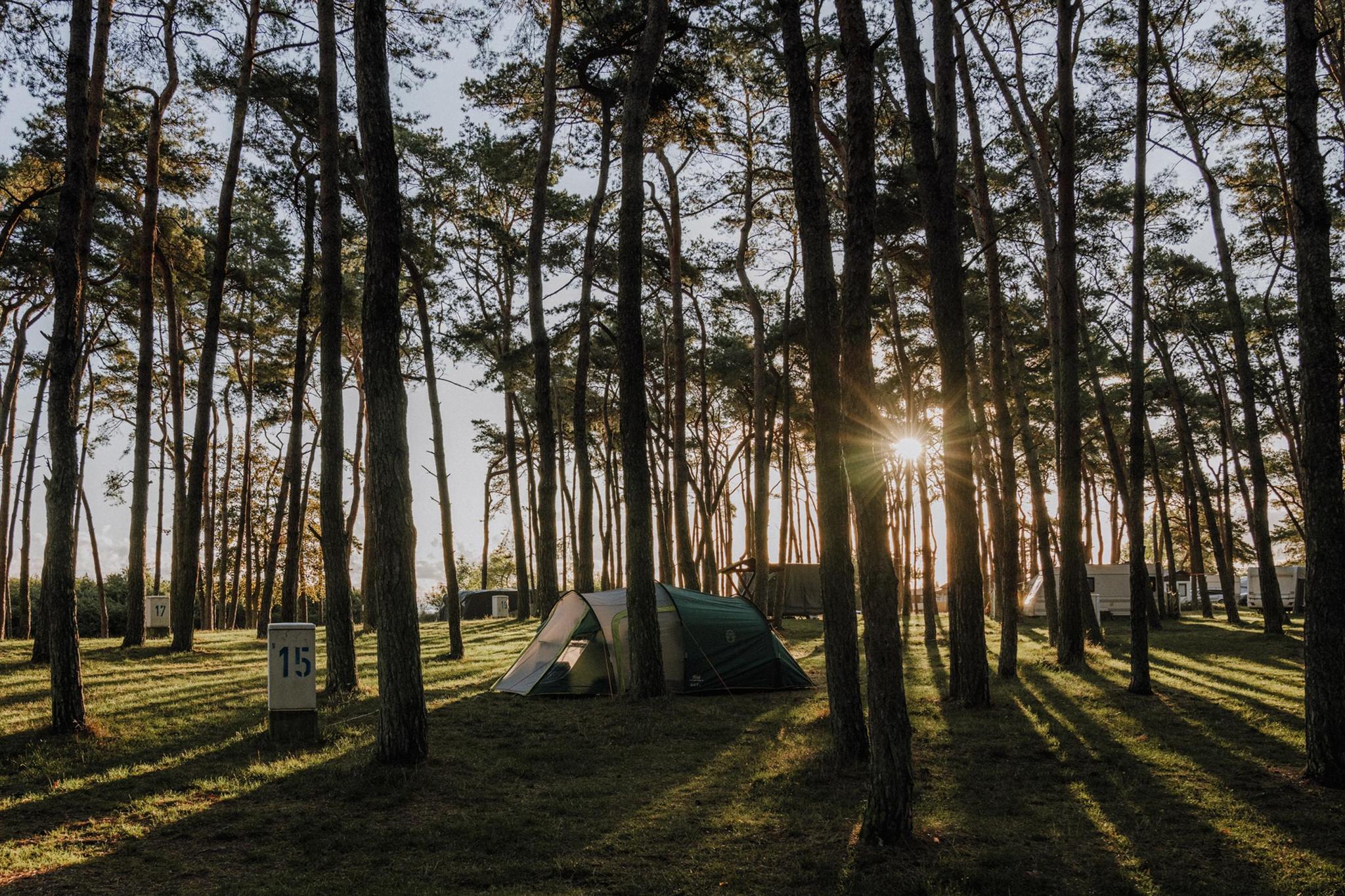 RÜGEN // BOSCO SELVAGGIO