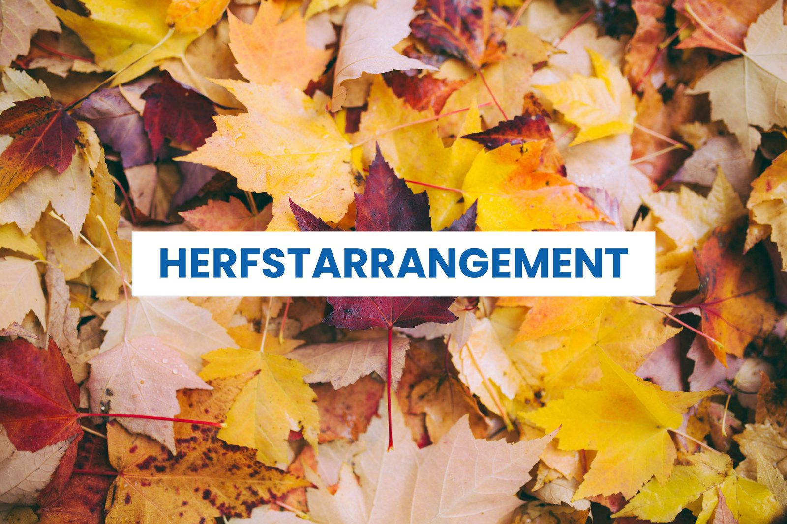 Herfstarrangement kamperen 2025 